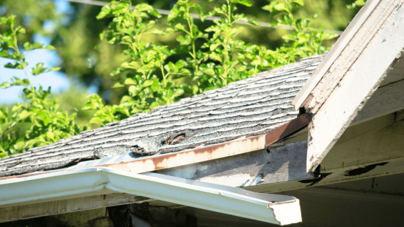Dangers of Neglecting Roof Cleaning for Single-Story Homes