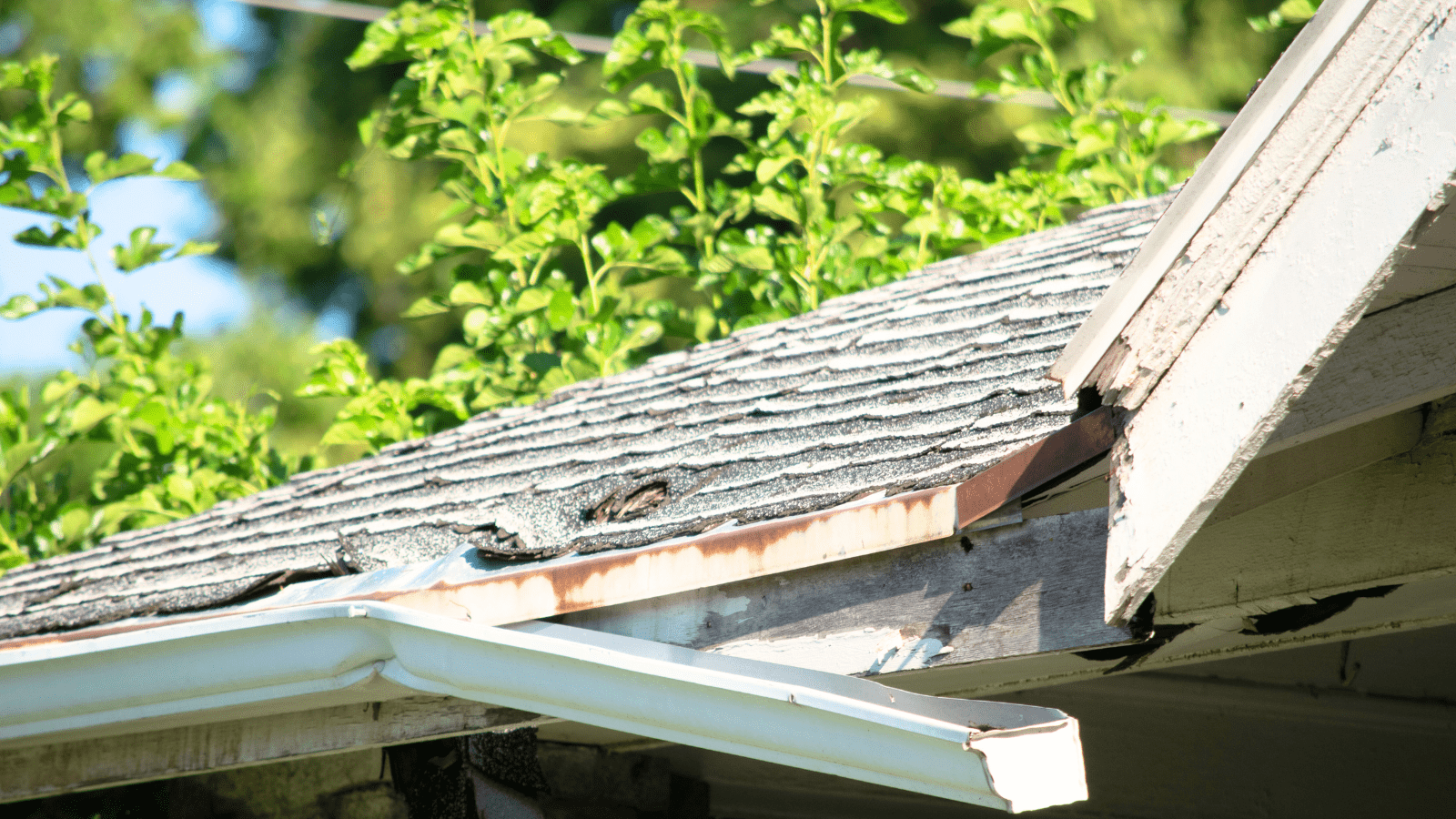 Dangers of Neglecting Roof Cleaning for Single-Story Homes