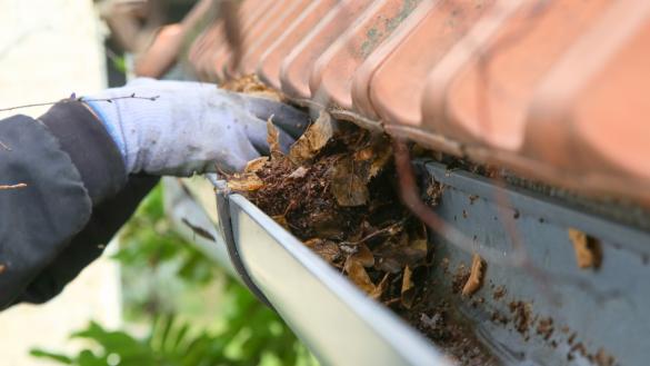 DIY vs. Professional Roof Cleaning for Single-Story Homes Brisbane